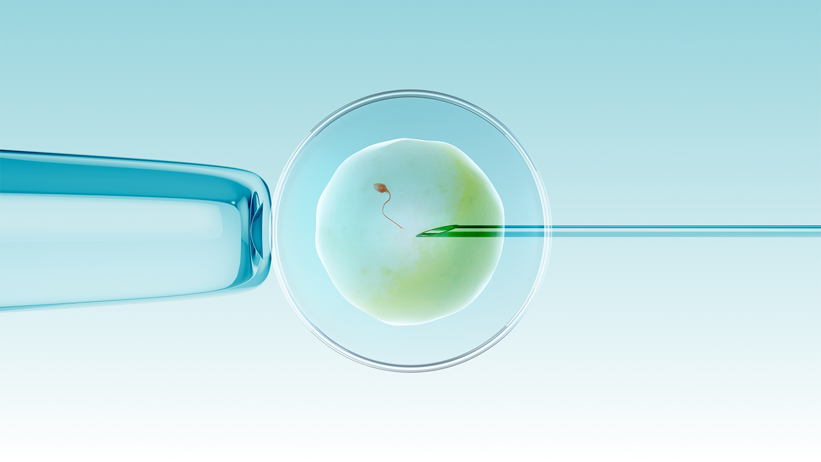 ICSI时机如何影响受精:卵母细胞后熟期与胚胎发育的生物学对话
